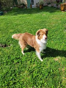 Photo de galerie - Garde à mon domicile, avec aussi des balades quotidiennes 