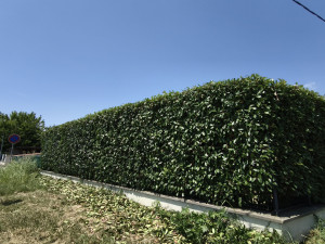 Photo de galerie - Coupe taille haie 