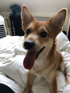 Photo de galerie - Mon chien