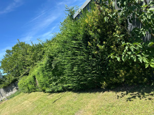 Photo de galerie - Taillage de sapin 