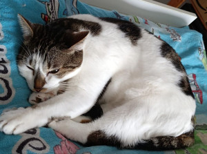 Photo de galerie - L'adorable Sethi, joueur et taquin ! 