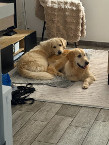 Photo de galerie - Garde chien
