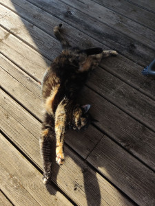 Photo de galerie - J'ai l'habitude de garder les chats de mes proches, dans le respect de leurs besoins.