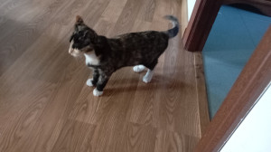 Photo de galerie - Mon chat Esther 