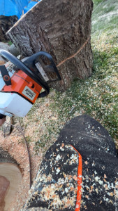 Photo de galerie - Abattage 