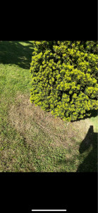Photo de galerie - Avant délimitation de pelouse 