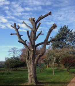 Photo de galerie - Elagage et coupe d'arbres