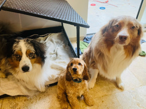 Photo de galerie - Garde animaux