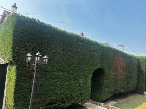 Photo de galerie - Taille haie 