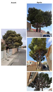 Photo de galerie - Éclaircissage d’un pin sans nacelle 