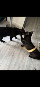 Photo de galerie - Garde de deux chats, deux fois dans la journée.