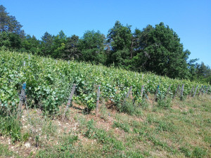 Photo de galerie - Entretien de vignes 