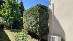 Photo de galerie - Taille de haie d’un cyprès 