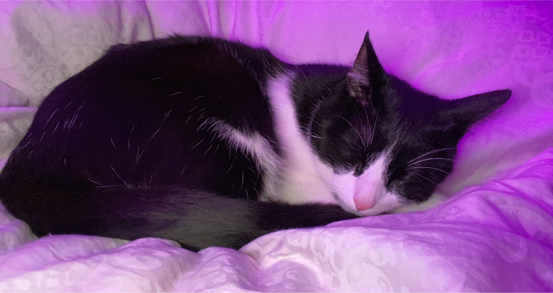 chat le plessis robinson