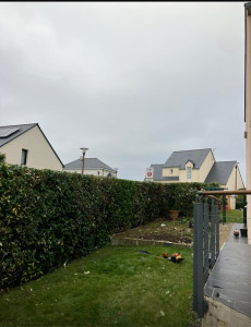 Photo de galerie - Taille de haies et d'arbustes