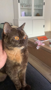 Photo de galerie - Garde chat