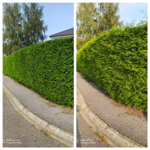 Photo de galerie - Taille de haie