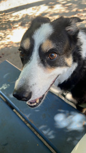 Photo de galerie - Pet sitting régulier de Blue