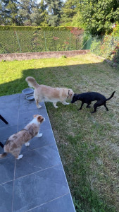Photo de galerie - Chiens que je garde 