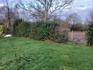 Photo de galerie - Taille de haies et d'arbustes