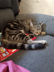 Photo de galerie - Garde d'oscar du 4/07 au 24/07

