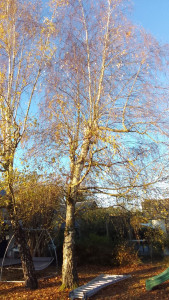 Photo de galerie - Etetage de 3 boulot 
