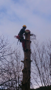 Photo de galerie - Elagage et coupe d'arbres