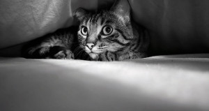 Photo de galerie - Un amour de chat ❤️