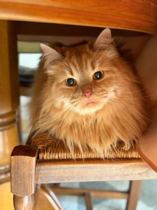 Photo de galerie - Mao