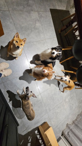 Photo de galerie - Une petite meute bien gentille ?