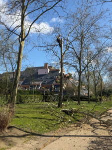 Photo de galerie - Démontage platane 