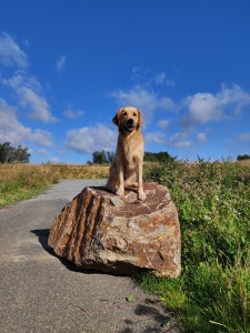 Photo de galerie - Pile-Poil en promenade 