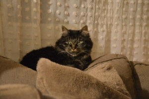 Photo de galerie - Garde animaux