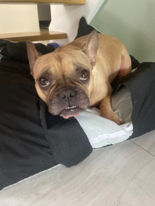 Photo de galerie - Je suis habituée à la garde de chien 