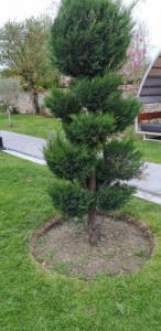 Photo de galerie - Taille de haies et d'arbustes