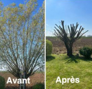 Photo de galerie - Élagage