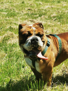 Photo de galerie - Garde chien