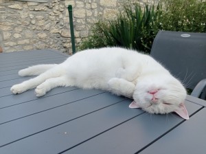 Photo de galerie - Garde animaux
