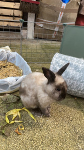 Photo de galerie - Brioche petit lapin nain que l’on garde tout le mois d’août ?