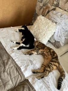 Photo de galerie - Garde chat