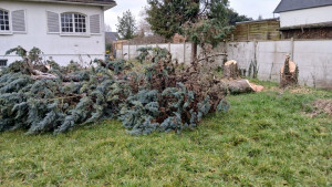 Photo de galerie - élagage etêtage d'arbres 
