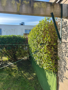 Photo de galerie - Taille de haie 