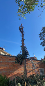 Photo de galerie - Elagage et coupe d'arbres