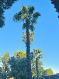 Photo de galerie - Taille de haies et d'arbustes