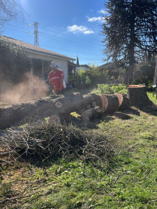Photo de galerie - Elagage et coupe d'arbres