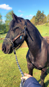 Photo de galerie - Les chevaux sont ma passion depuis toute petite prendre soins de eux passer du temp avec eux c est juste un vrai bonheur pour moi 