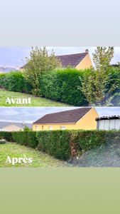 Photo de galerie - Taille de haie 
