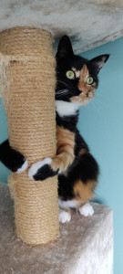 Photo de galerie - Suki , gardé lors de l absence de des propriétaires 