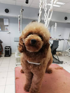 Photo de galerie - Caniche coupé nounours