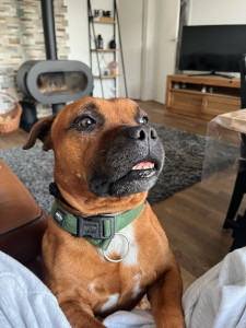 Photo de galerie - Garde de Otis, un staffy de 5ans.
